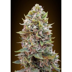 00 SEEDS BANK AUTO CHEESE BERRY