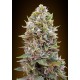 CHEESE BERRY AUTO 00 SEEDS BANK
