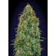 00 SEEDS BANK BLUEBERRY