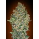 00 SEEDS BANK CHEESE BERRY