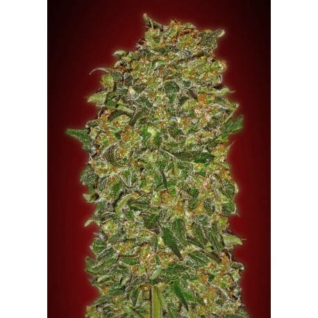 00 SEEDS BANK CHOCOLATE KUSH