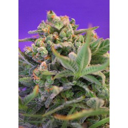 SWEET SEEDS SWEET CHEESE F1 FAST VERSION