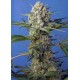 SWEET SEEDS CRYSTAL CANDY F1 FAST VERSION