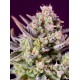 SWEET ZENZATION XL AUTO SWEET SEEDS