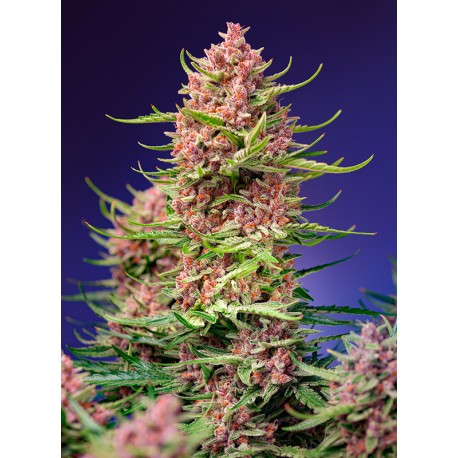 STRAWBERRY COLA SHERBET F1 FAST VERSION SWEET SEEDS
