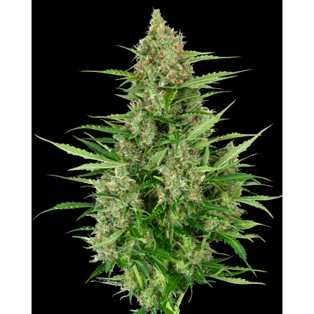 DOUBLE KUSH CAKE AUTO SENSI SEEDS RESEARCH