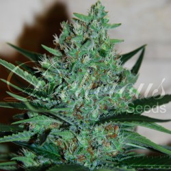 FRUITY CHRONIC JUICE DELICIOUS SEEDS