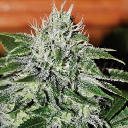 CRITICAL JACK HERER DELICIOUS SEEDS
