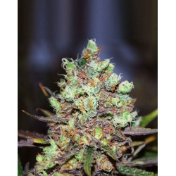 COTTON CANDY KUSH EARLY VERSION DELICIOUS SEEDS