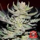 UNKNOWN KUSH REGULAR DELICIOUS SEEDS