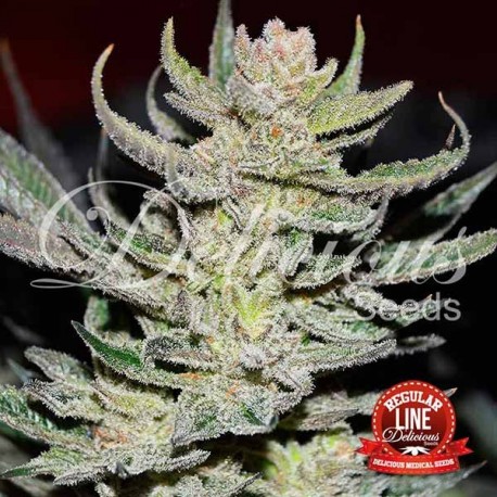 UNKNOWN KUSH REGULAR DELICIOUS SEEDS