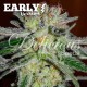 NORTHERN LIGHT BLU EARLY VERSION DELICIOUS SEEDS