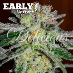 NORTHERN LIGHT BLU EARLY VERSION DELICIOUS SEEDS
