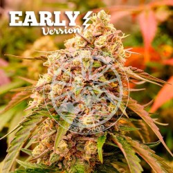 SUNDAY PUNCH EARLY VERSION DELICIOUS SEEDS