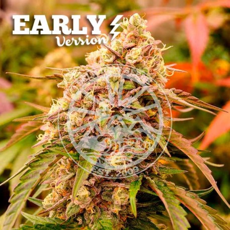 SUNDAY PUNCH EARLY VERSION DELICIOUS SEEDS
