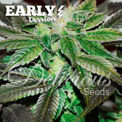 SUGAR CANDY EARLY VERSION DELICIOUS SEEDS