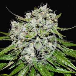 NEVILLE´S ROSE AUTO DELICIOUS SEEDS