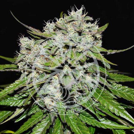NEVILLE´S ROSE AUTO DELICIOUS SEEDS