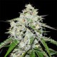 SPACE COOKIES AUTO DELICIOUS SEEDS