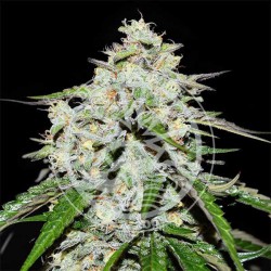 SPACE COOKIES AUTO DELICIOUS SEEDS