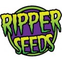 Ripper Seeds Autoflorecientes