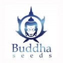 Buddha Seeds Autoflorecientes
